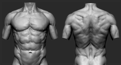 Male Torso Muscle Anatomy