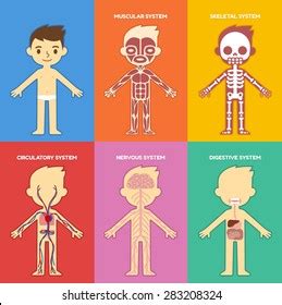 Human Body Systems Diagrams For Kids