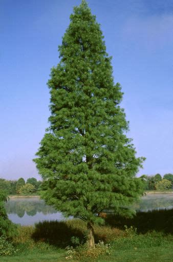 Pond Cypress Trees for Sale at Arbor Day's Online Tree Nursery - Arbor Day Foundation