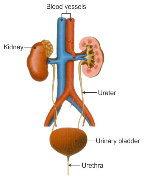 1.IN MAMMALS AND BIRDS WHY IS IT NECESSARY TO SEPARTE OXYGENATED AND DE-OXGYENATED BLOOD? 2.DRAW ...