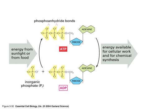 Phosphorylation ATP, ADP Cycle With Detailed Process Stages Outline ...