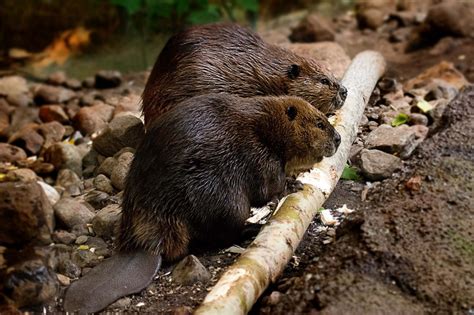 beavers