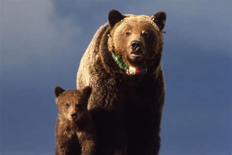 Discover the True Story of Colorado's Last Ever Grizzly Bear - A-Z Animals