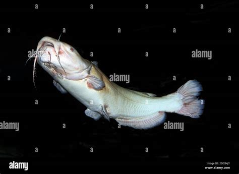 FLATHEAD CATFISH pylodictis olivaris, ALBINO ADULT Stock Photo - Alamy