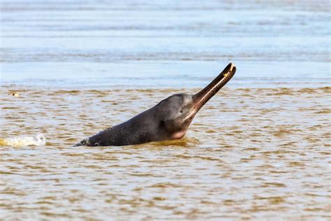 Vikramshila Gangetic Dolphin Sanctuary, Bhagalpur, Bihar: How To Reach, Best Time & Tips