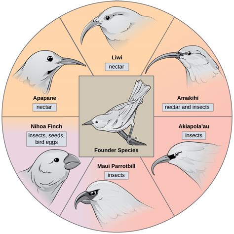 Biology, Evolutionary Processes, Evolution and the Origin of Species, Formation of New Species ...