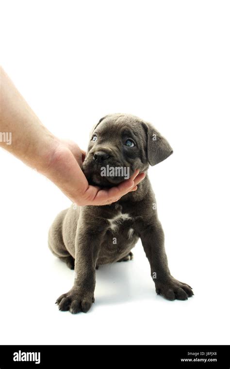 Baby cane corso Stock Photo - Alamy