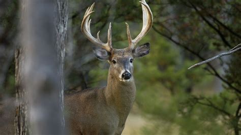 Michigan DNR releases deer regulations for 2023-25 hunting seasons