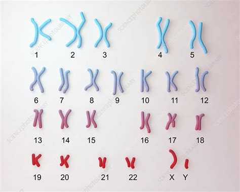 Normal male chromosomes, illustration - Stock Image - F013/4436 ...