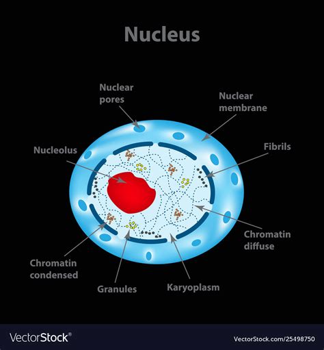 Structure human cell nucleus Royalty Free Vector Image