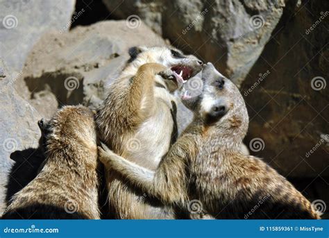 Meerkats Play-fighting Each Other Stock Image - Image of nature, guard ...