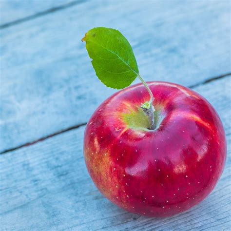 Cortland Apple Tree – Green Thumbs Garden