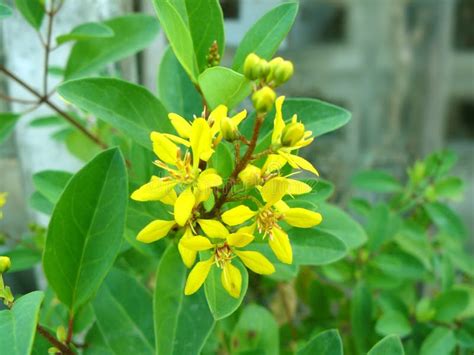 Galphimia Glauca, Or Thryallis Glauca Yellow Flower By The Lake Stock ...