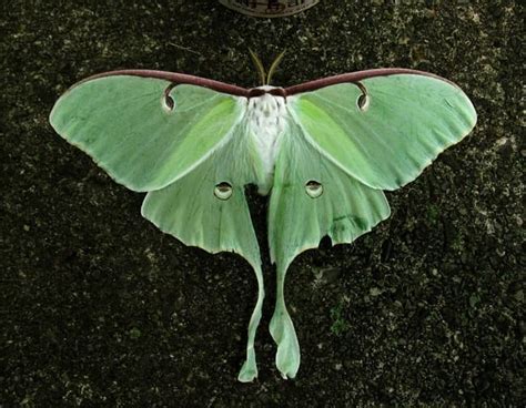 7 Luna Moth Symbolism and Spiritual Meaning in 2022