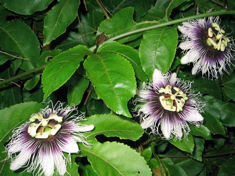 Passiflora edulis – Lifestyle Seeds