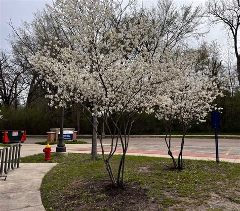 Autumn Brilliance Serviceberry - WascoNursery.com