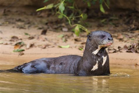 GIANT OTTER | Giant river otter, Rainforest animals, Otters