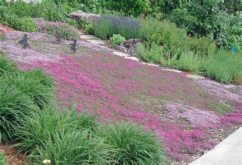 READER PHOTO! A lawn of thyme - FineGardening