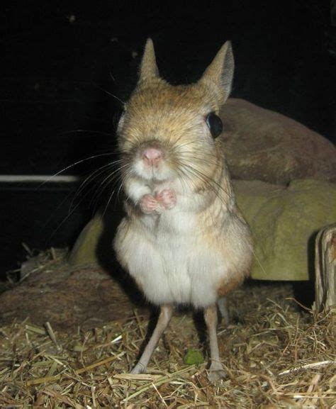 21 Jerboa! ideas | mammals, cute animals, animals