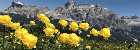 Mountain Flowers | Mountain Hiking Holidays