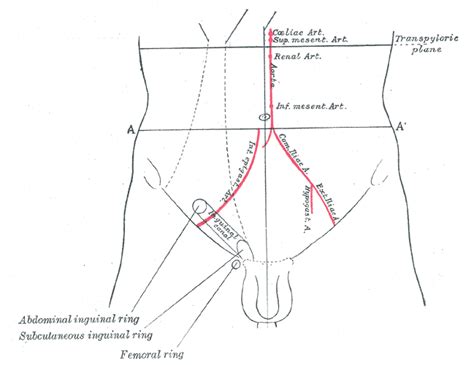 Inferior epigastric artery - wikidoc