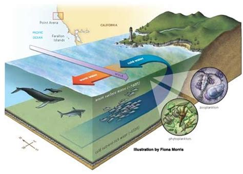 Upwelling and the California Current | Ocean Tracks