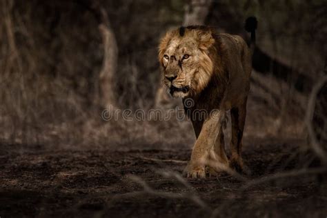 Asiatic Lion Male in the Nature Habitat in Gir National Park in India Stock Photo - Image of ...