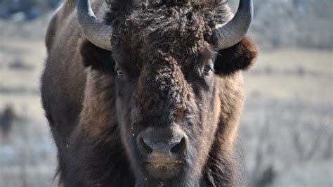 Petition · Support Endangered Species Act Protection for Yellowstone’s Wild Bison Herds · Change.org