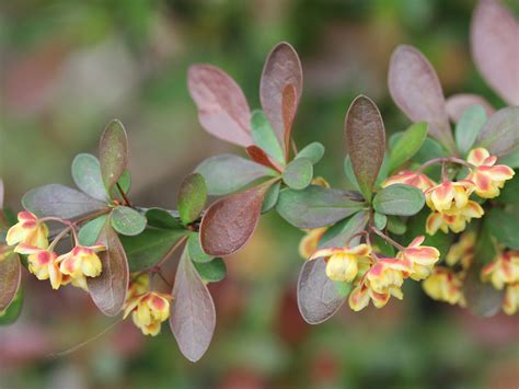 Berberis thunbergii (Berberidaceae) image 97360 at PhytoImages.siu.edu