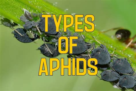 30 Types of Aphids In North America (Pictures & Identification)