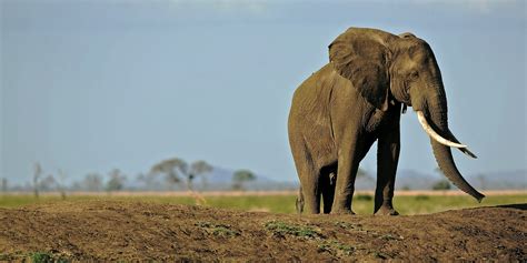 Half Of Mozambique's Elephants Were Slaughtered By Poachers Over The Past 5 Years | HuffPost