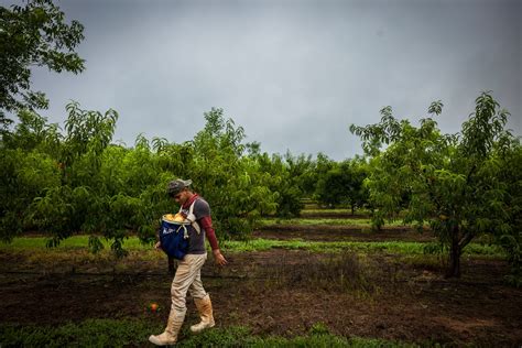 Georgia loses peaches after record warmth - The Washington Post