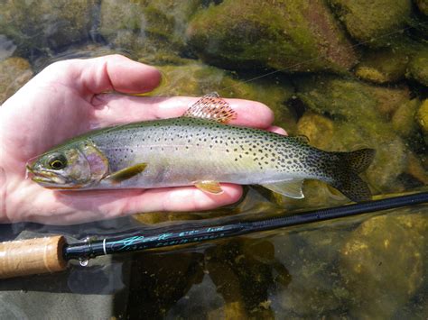 Native Trout Fly Fishing: Westslope Cutthroat Trout