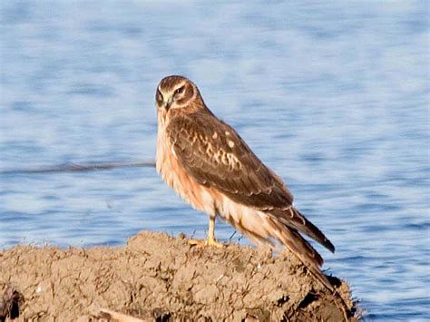 Harrier (bird) - Alchetron, The Free Social Encyclopedia