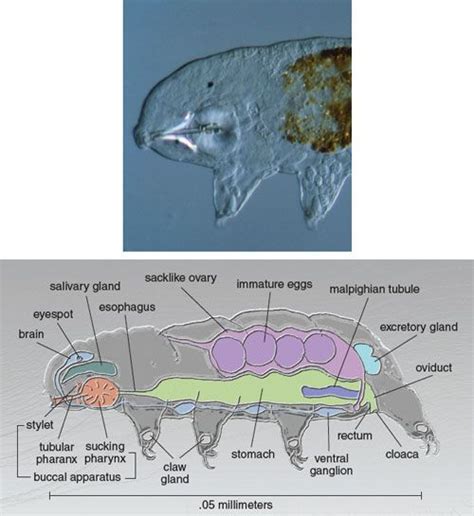 Tardigrade anatomy - Tardigrades | American Scientist | Tardigrade, Funny animals, Water bear