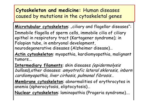 L05 cytoskeleton