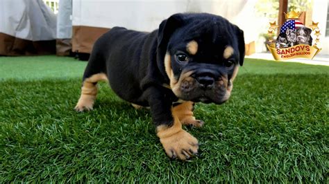 RARE ENGLISH BULLDOG PUPPIES / Cute and beautiful pup 7 weeks old ...