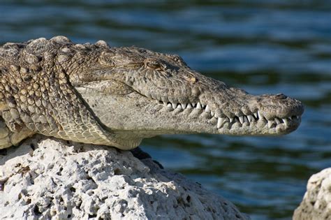Crocodile Sunning On A Rock Free Stock Photo - Public Domain Pictures