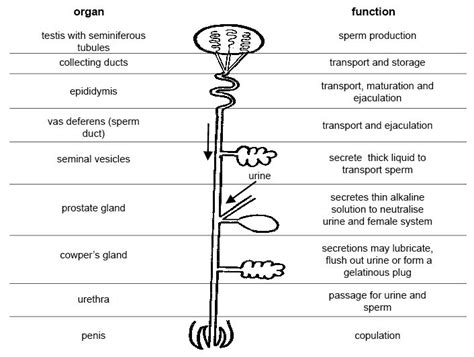 File:Anatomy and physiology of animals Diagram summarising the functions of the male ...