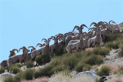 Sierra Nevada bighorn sheep - Alchetron, the free social encyclopedia