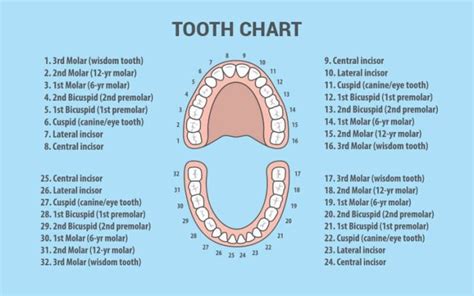 Teeth Numbers: A Guide to Dental Numbering Systems