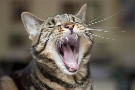 Yawning Cat - License, download or print for £14.88 | Photos | Picfair