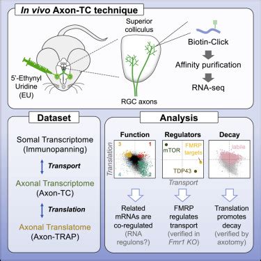 mRNA transport, translation, and decay in adult mammalian central nervous system axons: Neuron