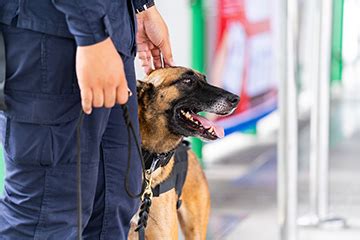 Sniffer dogs: How accurate are they? | NGM Lawyers