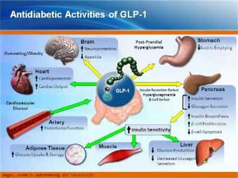 Rationale for Incretin-Based Therapies in T2DM Management - YouTube