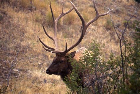 Elk Sheds Antlers on Camera [VIDEO] | Shed antlers, Bull elk, Elk