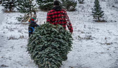 Tricks & Tips for Cutting Down Your Own Christmas Tree | OutdoorHub