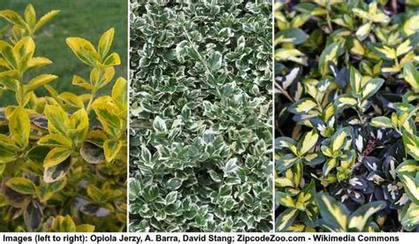 90 Small or Dwarf Evergreen Shrubs (With Pictures and Names)