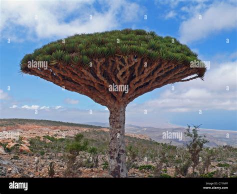 Dragon's blood tree, Socotra, Yemen Stock Photo: 38762375 - Alamy