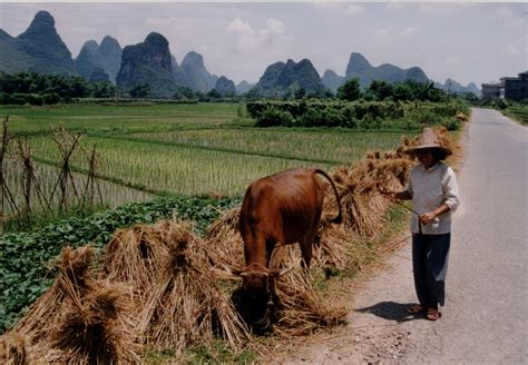 File:China Rice field with farmer.jpg - Wikimedia Commons
